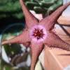 Vai alla scheda di Stapelia schinzii x flavopurpurea