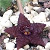 Vai alla scheda di Stapelia similis