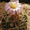 Vai alla scheda di Stenocactus kellerianus
