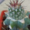 Vai alla scheda di Strombocactus corregidorae