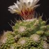 Vai alla scheda di Strombocactus disciformis cv. cespitosus