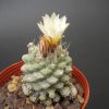 Vai alla scheda di Strombocactus disciformis f. caespitosus