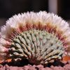 Vai alla scheda di Strombocactus disciformis f. cristatus