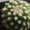 Vai alla scheda di Strombocactus disciformis f. monstruosus