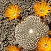 Vai alla scheda di Sulcorebutia arenacea