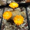 Vai alla scheda di Sulcorebutia breviflora forma - orange