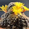 Vai alla scheda di Sulcorebutia breviflora ssp. haseltonii