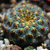 Vai alla scheda di Sulcorebutia rauschii cv. yellow spines