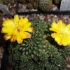 Vai alla scheda di Sulcorebutia tuberculata-chrysantha