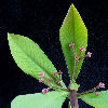 Vai alla scheda di Synadenium grantii