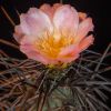 Vai alla scheda di Tephrocactus alexanderi