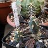 Vai alla scheda di Tephrocactus darwinii