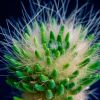 Vai alla scheda di Tephrocactus malyanus