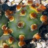 Vai alla scheda di Tephrocactus molinensis