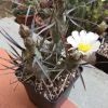 Vai alla scheda di Tephrocactus papyracantha cv. black spines