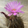 Vai alla scheda di Thelocactus bicolor ssp. bolaensis