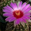 Vai alla scheda di Thelocactus bicolor ssp. schwarzii