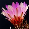 Vai alla scheda di Thelocactus bicolor v. commodus