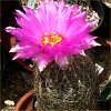 Vai alla scheda di Thelocactus bicolor v. flavidispinus