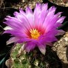 Vai alla scheda di Thelocactus bicolor v. mapimiensis