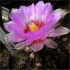 Vai alla scheda di Thelocactus bicolor v. pottsii