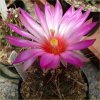 Vai alla scheda di Thelocactus bicolor v. schottii