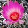 Vai alla scheda di Thelocactus bicolor v. schwarzii