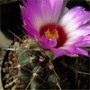 Vai alla scheda di Thelocactus bicolor v. texensis