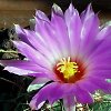 Vai alla scheda di Thelocactus bicolor v. tricolor