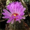 Vai alla scheda di Thelocactus bicolor v. wagnerianus