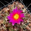 Vai alla scheda di Thelocactus buekii