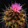 Vai alla scheda di Thelocactus buekii ssp. matudae