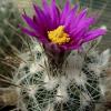 Vai alla scheda di Thelocactus conothelos ssp. argenteus