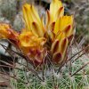 Vai alla scheda di Thelocactus conothelos ssp. aurantiacus