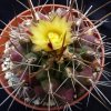 Vai alla scheda di Thelocactus conothelos ssp. flavus