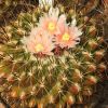 Vai alla scheda di Thelocactus conothelos ssp. garciae