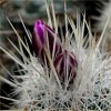 Vai alla scheda di Thelocactus conothelos v. argenteus