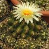 Vai alla scheda di Thelocactus ehrenbergii