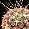 Vai alla scheda di Thelocactus flavus