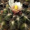 Vai alla scheda di Thelocactus garciae