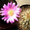 Vai alla scheda di Thelocactus hastifer