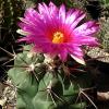 Vai alla scheda di Thelocactus heterochromus