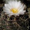 Vai alla scheda di Thelocactus hexaedrophorus