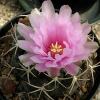 Vai alla scheda di Thelocactus hexaedrophorus ssp. kvetae