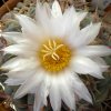 Vai alla scheda di Thelocactus hexaedrophorus ssp. lloydii