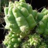 Vai alla scheda di Thelocactus leucacanthus f. krainzianus