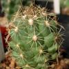 Vai alla scheda di Thelocactus leucacanthus ssp. schmollii