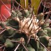 Vai alla scheda di Thelocactus lophothele