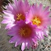 Vai alla scheda di Thelocactus macdowellii