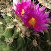 Vai alla scheda di Thelocactus matudae